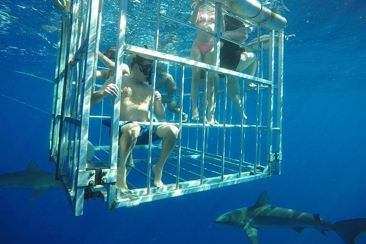 Oahu Shark Dive on the North Shore, photo 4 of 9