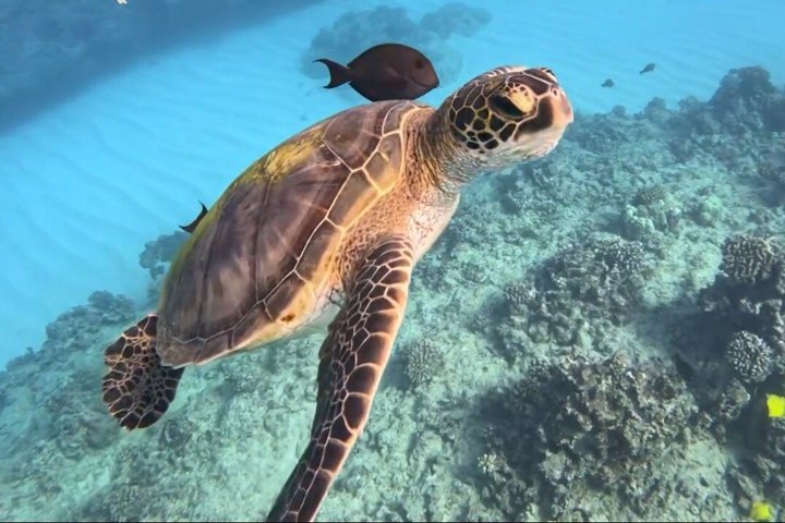 Waikiki Turtle Snorkeling and 6-in-1 Adventure with Free Pickup, photo 2 of 10