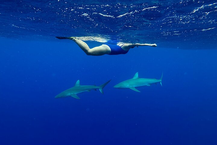 Oahu: Cage-Free Shark Swim on the North Shore, photo 6 of 7