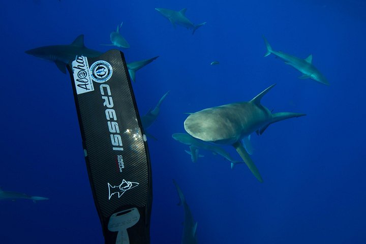 Educational Shark tour from Haleiwa, Sharks Guaranteed, photo 4 of 10