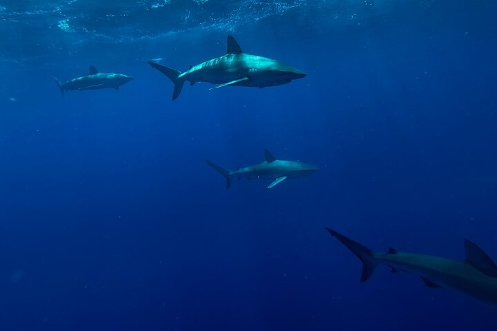 Oahu: Cage-Free Shark Swim on the North Shore, photo 7 of 7