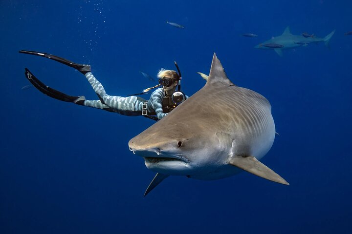 Educational Shark tour from Haleiwa, Sharks Guaranteed, photo 2 of 10