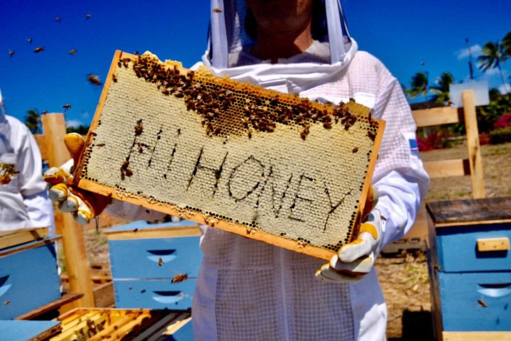 Bee Farm Ecotour and Honey Tasting in Waialua, North Shore Oahu, photo 10 of 10