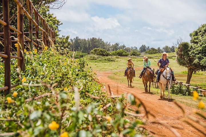 Horseback Ride Like an Authentic Paniolo in Kahuku, photo 5 of 7