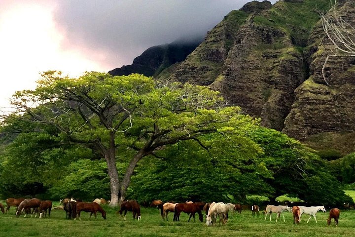 Kualoa Ranch Novice E-Bike, photo 6 of 10