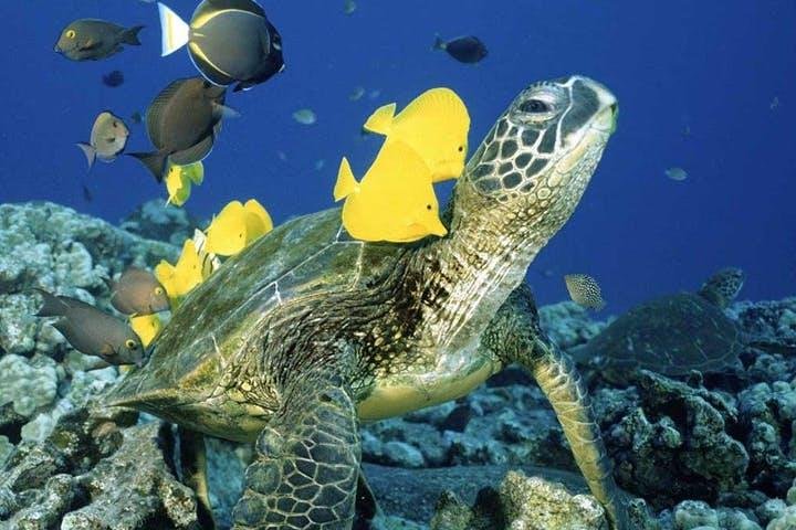 Waikiki Turtle Snorkel and Sail on the Hawea Catamaran, photo 6 of 10