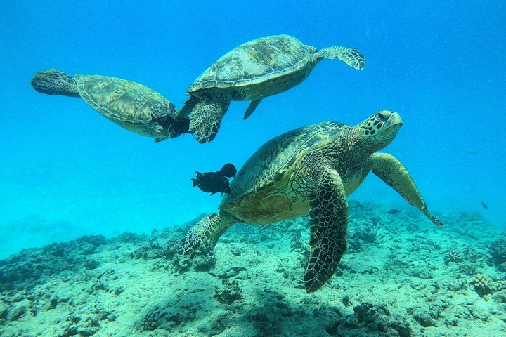 DISCOVER Scuba Diving Experience in Honolulu, photo 9 of 10
