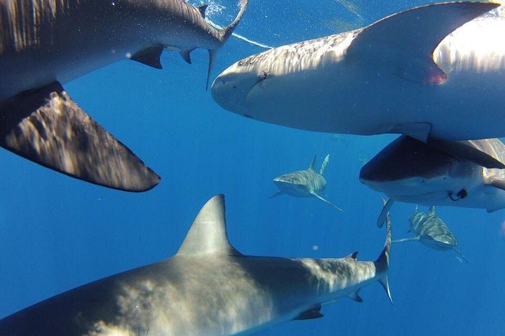 Oahu Shark Dive on the North Shore, photo 7 of 9