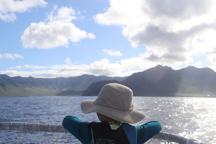 Small-Group Dolphin Turtle and Whale Safari w/ Marine Biologists, photo 10 of 10