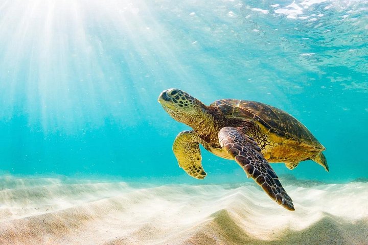 Waikiki 2-Hour Turtle Canyon Snorkeling Adventure, photo 7 of 10