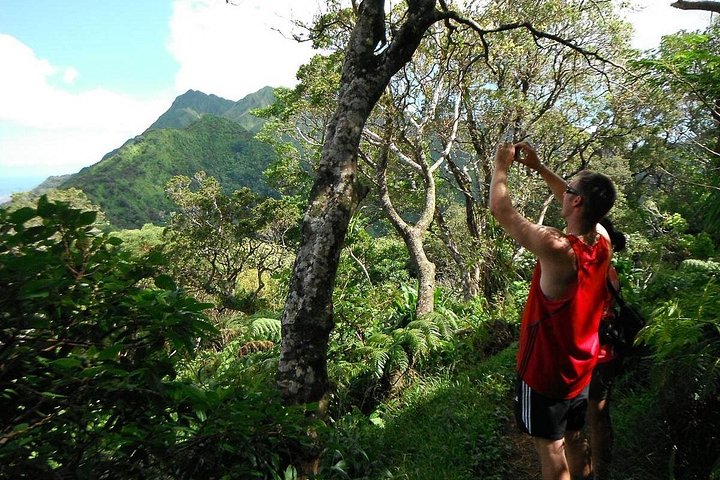 Oahu Volcanic Rainforest Hiking Adventure, photo 3 of 8