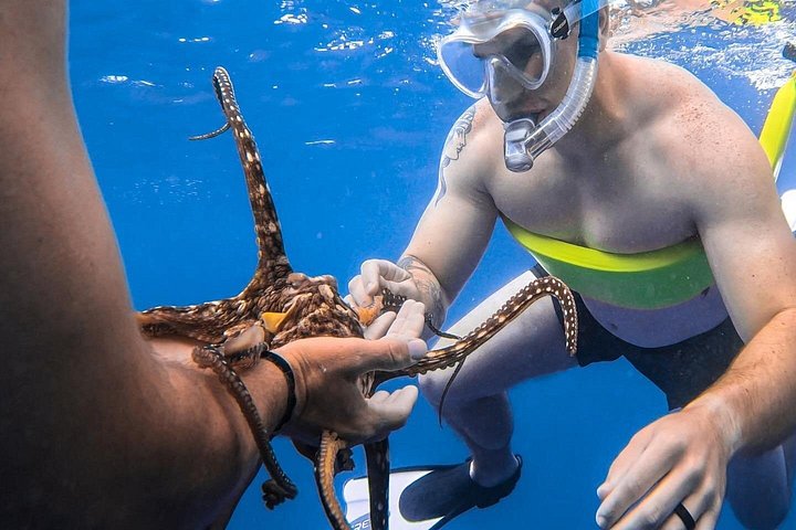 Turtle Canyon Snorkel: Semi Private Boat Tour, photo 5 of 10