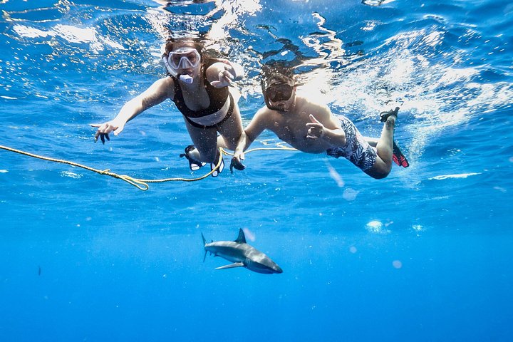 Shark-Dive Tour on Oahu's North Shore, photo 9 of 10