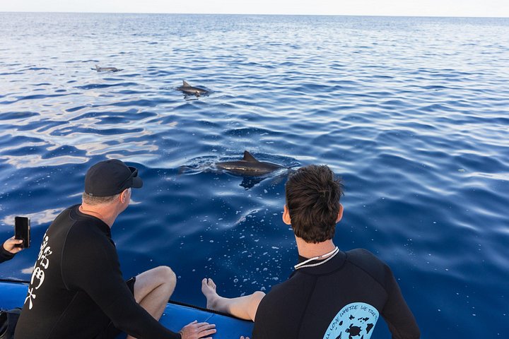 Swimming with Wild Dolphins Speedboat Adventure on Oahu, photo 9 of 10