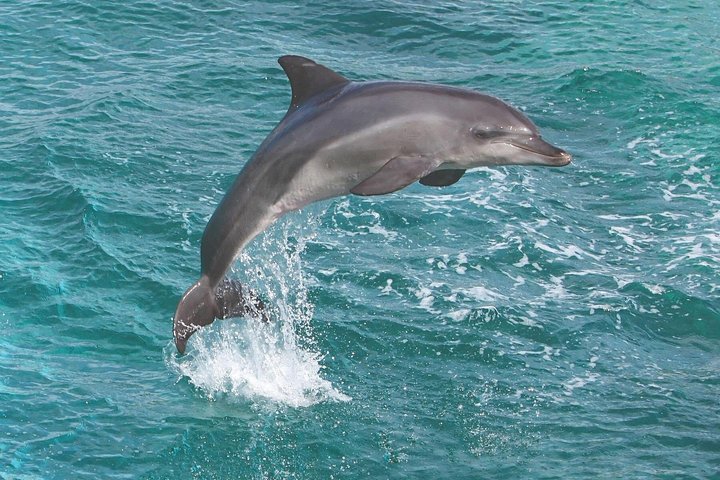 Ko Olina Dolphin Watch and Snorkel Sail with Lunch, photo 4 of 10