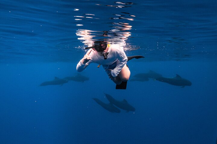 Small-Group Dolphin Turtle and Whale Safari w/ Marine Biologists, photo 3 of 10