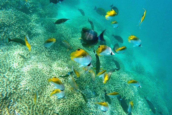 Kaneohe Sandbar Snorkeling Tour, photo 5 of 10