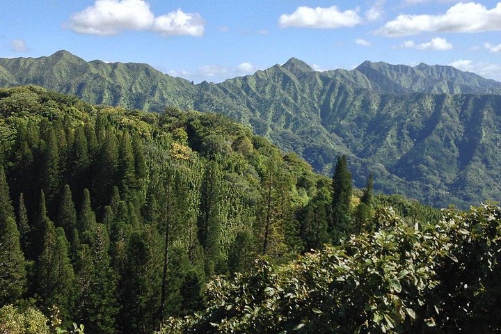 Oahu Volcanic Rainforest Hiking Adventure, photo 7 of 8