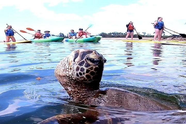 Kevo's Beach Bus Paddleboard and Snorkel Adventure, North Shore, photo 2 of 10