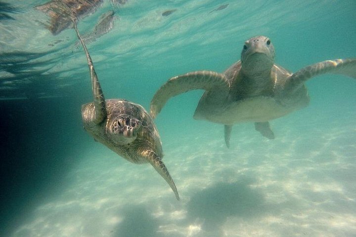 Kaneohe Sandbar Snorkeling Tour, photo 6 of 10