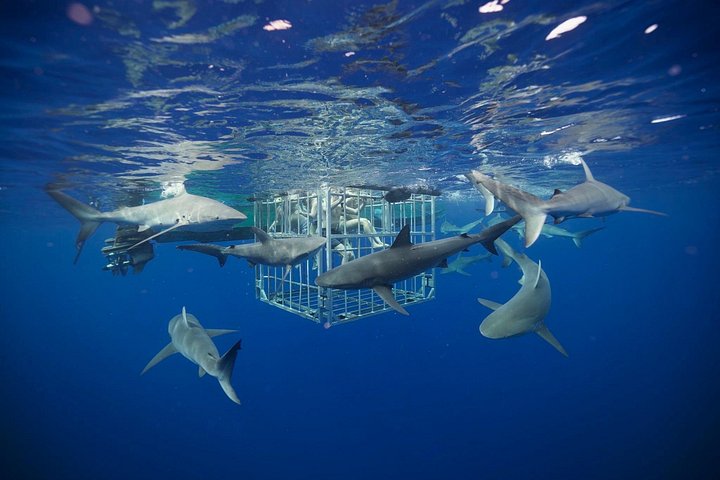 Shark Cage Diving on the North Shore of Oahu, photo 2 of 7