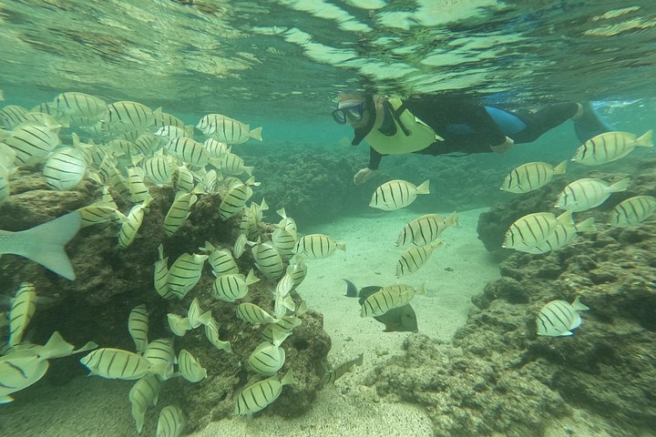 Hanauma Bay Guided Snorkeling Tour with Transportation, photo 6 of 10