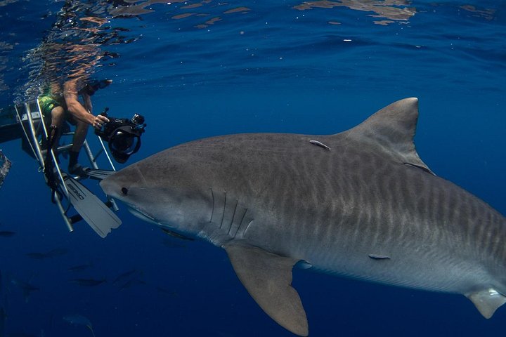 Educational Shark tour from Haleiwa, Sharks Guaranteed, photo 10 of 10