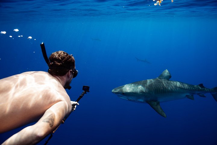 Open Water Shark Dive, photo 6 of 10