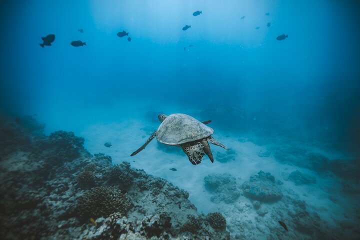 Waikiki: Small Group Turtle Canyon Snorkel Boat Tour, photo 10 of 10