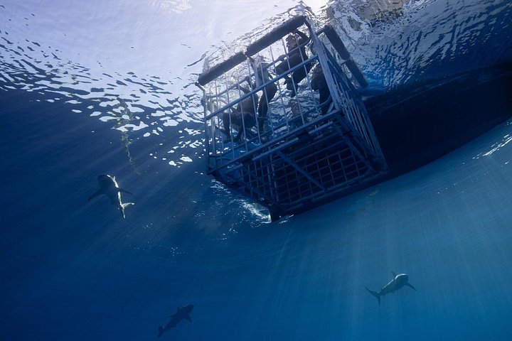 Oahu: North Shore Shark Cage Diving, photo 4 of 8