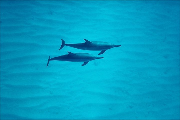 Oahu: Swim with Dolphins on the West Coast, photo 5 of 8