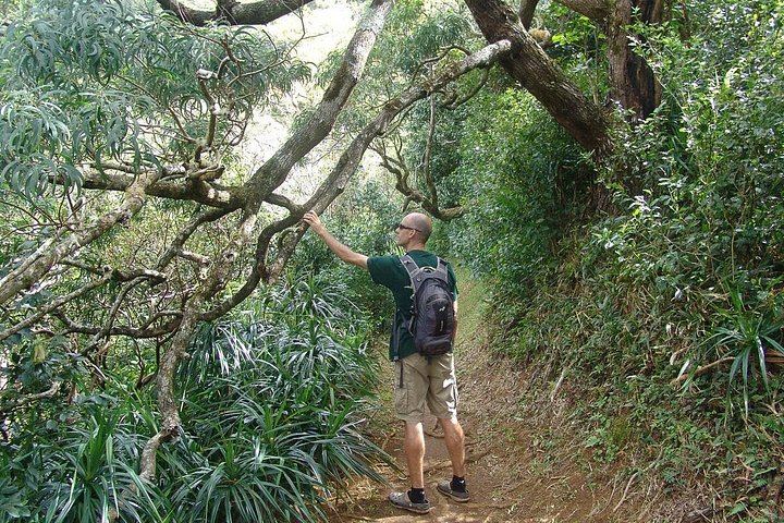 Oahu Volcanic Rainforest Hiking Adventure, photo 6 of 8