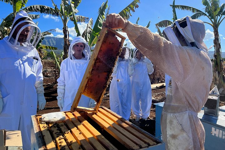 Bee Farm Ecotour and Honey Tasting in Waialua, North Shore Oahu, photo 5 of 10