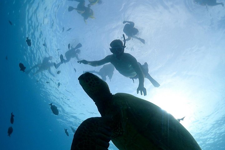 Waikiki 2-Hour Turtle Canyon Snorkeling Adventure, photo 9 of 10