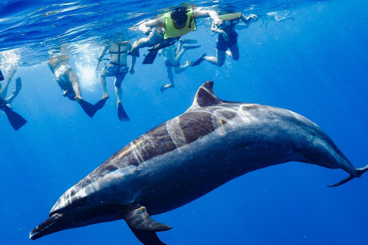 Swimming with Wild Dolphins Speedboat Adventure on Oahu, photo 4 of 10