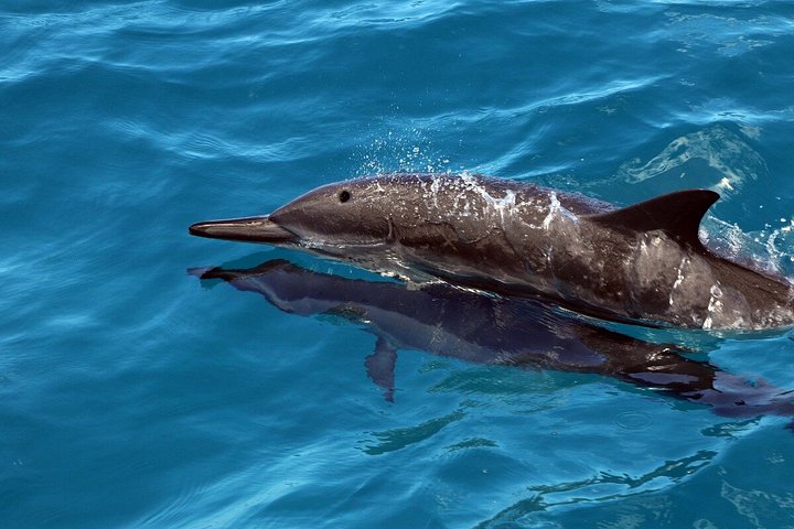 Luxury Snorkel Cruise with Dolphin Watch and Hawaiian Meal, photo 4 of 10