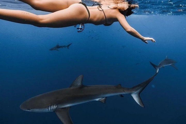 Private Shark Dive for up to 6 Guests, Oahu, photo 10 of 10