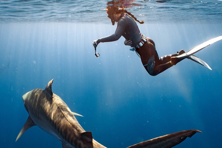 Oahu Shark Diving (No cage), photo 6 of 10