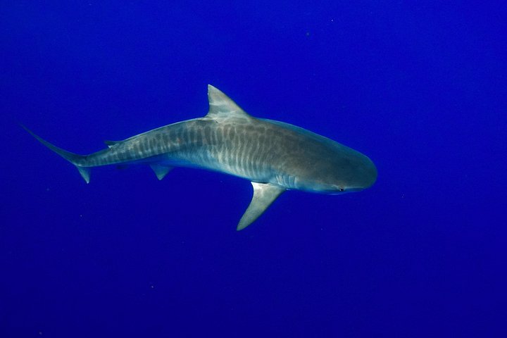 Dive with Sharks in Hawaii: Shark Tour from Haleiwa, photo 6 of 10