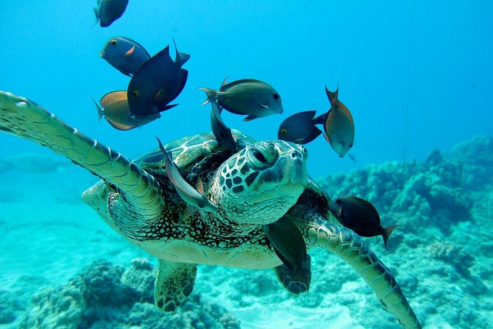 Luxury Snorkel Cruise with Dolphin Watch and Hawaiian Meal, photo 3 of 10