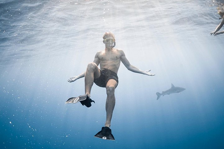 Oahu Open Water Shark Diving Experience, photo 9 of 10
