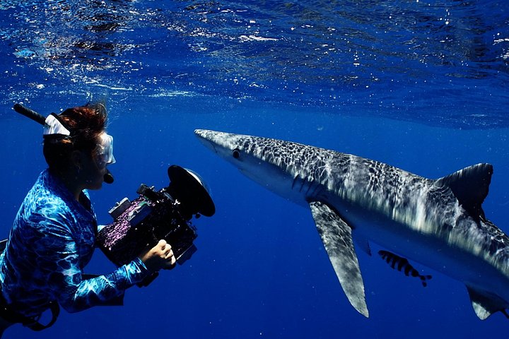 Private Shark Dive for up to 6 Guests, Oahu, photo 7 of 10