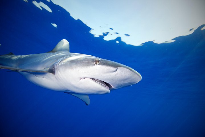 Educational Shark tour from Haleiwa, Sharks Guaranteed, photo 7 of 10