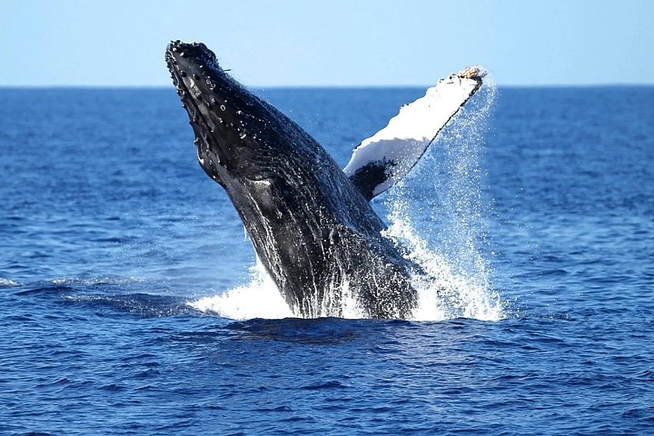 Waikiki: 2 Hour Whale Watching Cruise from Oahu, photo 3 of 10