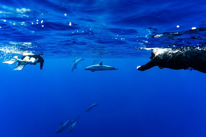 Swimming with Wild Dolphins Speedboat Adventure on Oahu, photo 8 of 10
