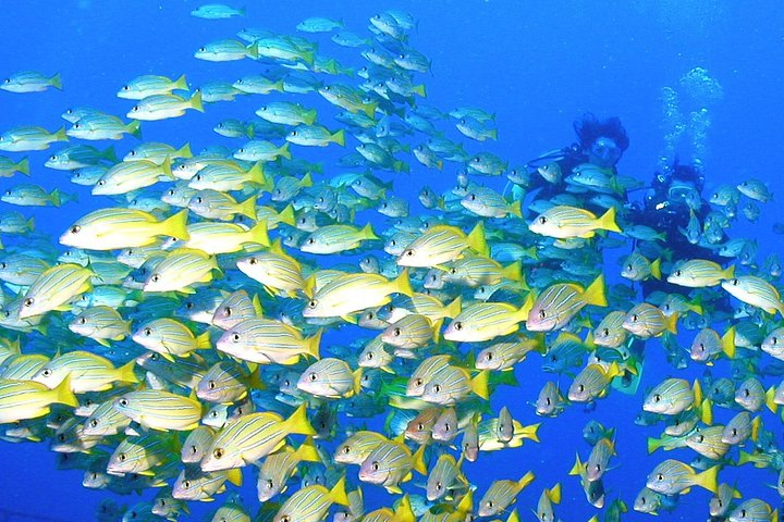 DISCOVER Scuba Diving Experience in Honolulu, photo 4 of 10