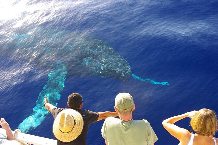 Oahu: 2-Hour Whale Watch from Ala Wai Harbor, Waikiki, photo 10 of 10