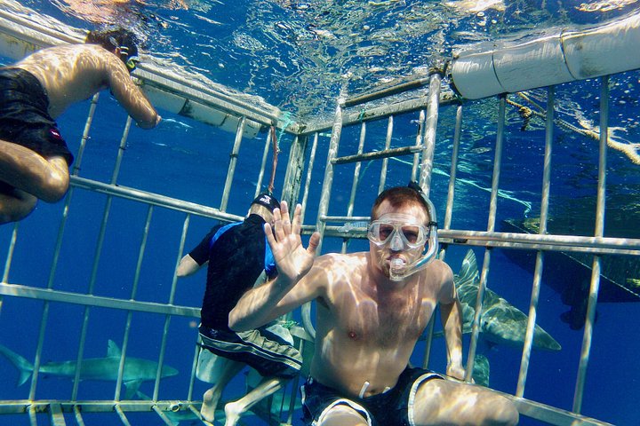 Oahu Shark Dive on the North Shore, photo 2 of 9