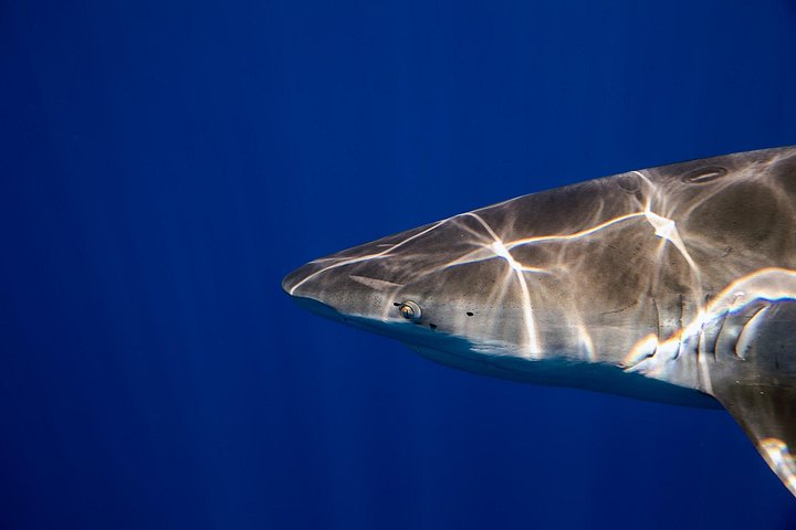 Educational Shark tour from Haleiwa, Sharks Guaranteed, photo 6 of 10