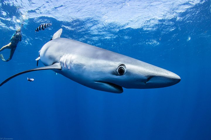 Open Water Shark Dive, photo 8 of 10